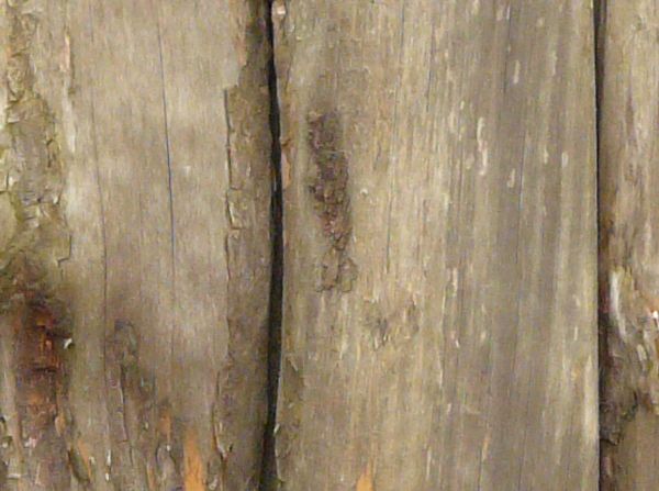Rugged brown planks with spots and lumps across the surface.